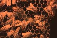 Die Abenteuer der Biene Maja Bild #1
