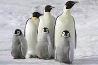 Die Reise der Pinguine 2 Bild #1