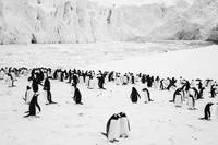 Rückkehr zum Land der Pinguine Bild #3