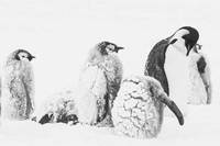 Rückkehr zum Land der Pinguine Bild #4