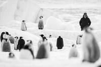 Rückkehr zum Land der Pinguine Bild #5